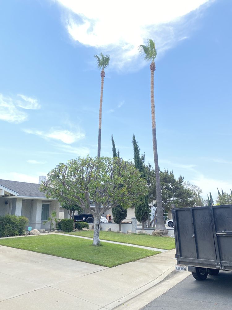Tree trimming project by Juan's Gardening Service